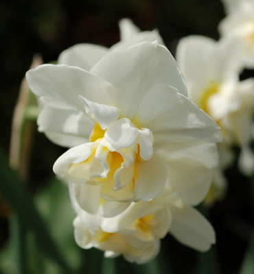 Narzisse_Cheerfulness_0010__43911.jpg