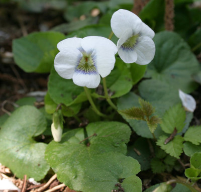 IMG_4910_eViola_sororia.JPG