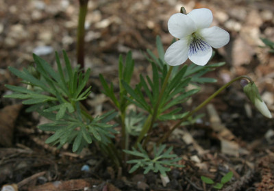 IMG_4921_eViola_pedatifida_f_alba.JPG