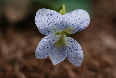 viola_odorata_freckles.jpg