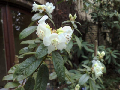 Kopie_von_22042009Rh.glaucophyllum_var.album_Bu_176.jpg