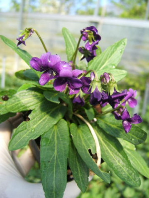 DSCF7823.JPG