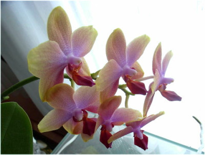 phal..09.JPG
