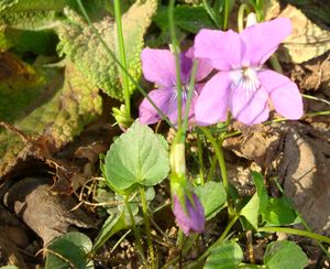 Viola_rosa_kl.jpg