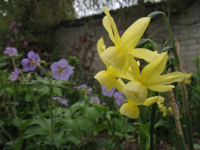 IMG_7379_u80_Narcissus_Hawera.jpg