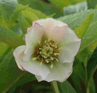 A7971a.JPG