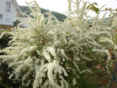 Spierstrauch_Grefsheim_0010__44094.jpg