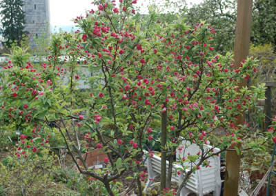 Zierapfel_Pom_Zai_0010__44031.jpg
