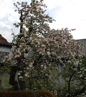 Apfelbaum_0010__44046.jpg