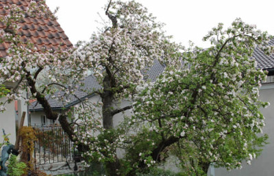 Apfelbaum_0010__44047.jpg