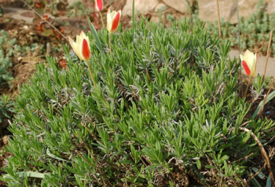 Tulpendel_0010__44033.jpg