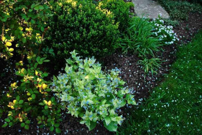 Brunnera_Spring_Yellow_2_22-04-2009.jpg