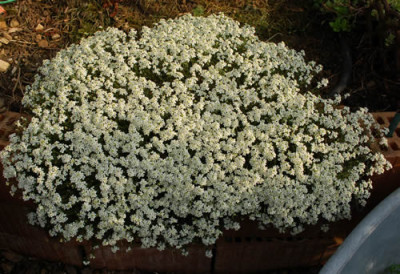 Alpen-Gemskresse_0010_44007.jpg