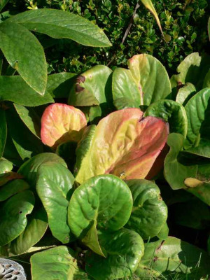 MissCrawford_Herbst.jpg