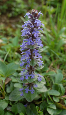 Gunsel_0010__4118.jpg