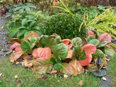 MissCrawford_Herbst2007.jpg