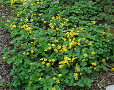 Golderdbeere_0010__44142.jpg
