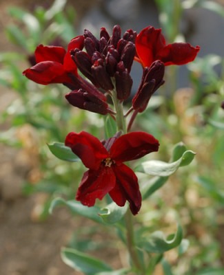 Goldlack_Vulcan_0010__44104.jpg