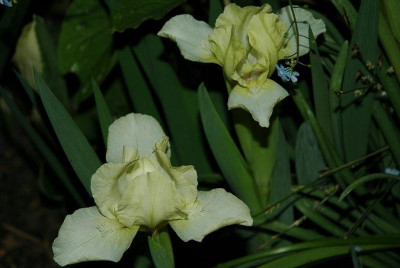 Iris_nana__X_1_22-04-2009.jpg