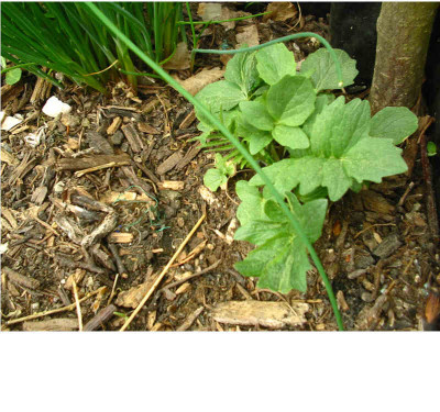 unbekannt__2_23.04.09.jpg