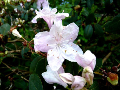 Rhododendron_oreotrephes_fars_2009.jpg