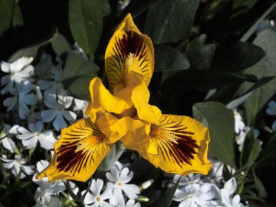 k-Eyebright_3.jpg