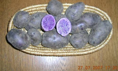 Blue_Congo_-_Blauer_Schwede.jpg
