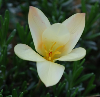 Wildtulpe_clusiana_S1_44108_95.jpg