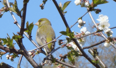 gruenfink2.gif