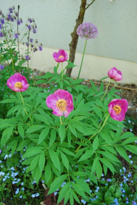P._officinalis_2008.jpg