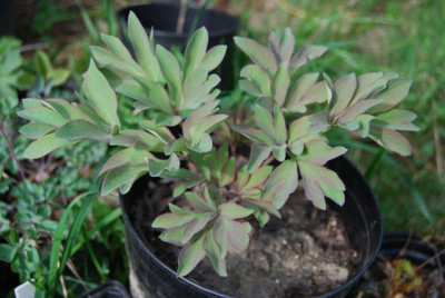 Paeonia_wie.jpg
