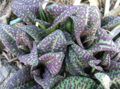 DSCF7821.JPG