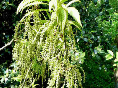 75-Quercus-castaneifolia-flor-090423.jpg