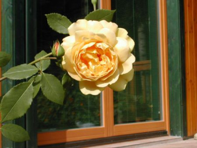 englische_rose2.jpg
