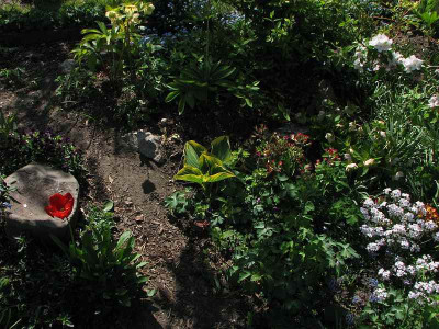 april2009_hosta.jpg