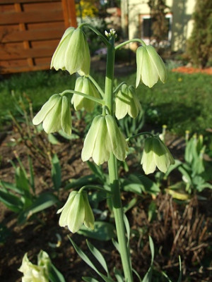 DSCF1432.jpg
