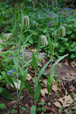 F._hermonis_ssp.amana.jpg