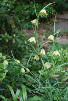 F._verticillata.jpg