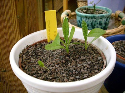 Baptisia_australis_2009-04-17_214.jpg