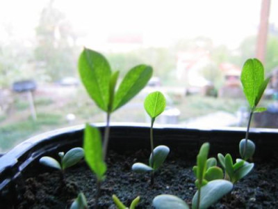 Baptisia_13.jpg