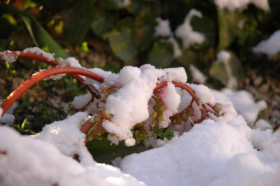 DSC_2040schneekonigin.jpg