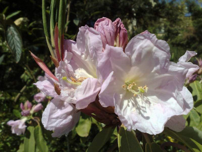 Kopie_von_23042009Rh.fortunei_01.jpg