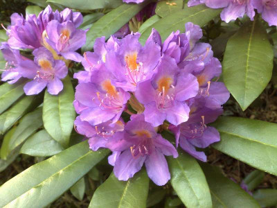 Kopie_von_23042009Rh.poniticum_C.W._Cox.jpg