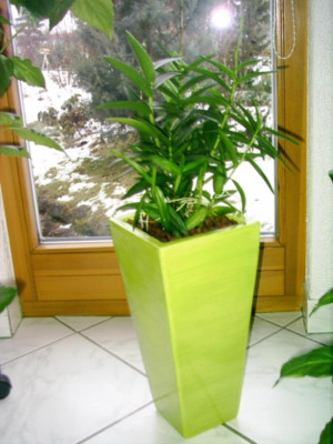 Epidendrum.JPG