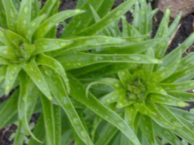 K640_24042009530.JPG
