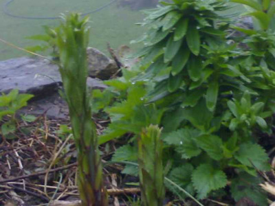 K640_24042009535.JPG