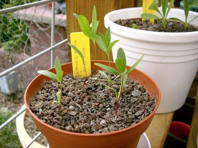 Amsonia_tabernaemontana_2009-04-17_213.jpg