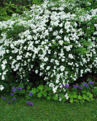 Multi_flora1.JPG