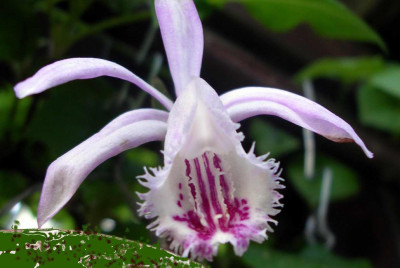 Pleione_Santorini_2009-04-24.JPG