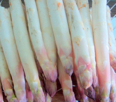 bleichspargel_2009_Desktop_Auflosung.jpg